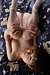HITOMI|#102