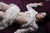 AYANE 7|#31