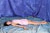 FUMIKO 1|#70