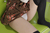 YUI Kasugano 4|#17