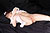 AKARI|#60
