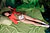 MINORI 1|#61